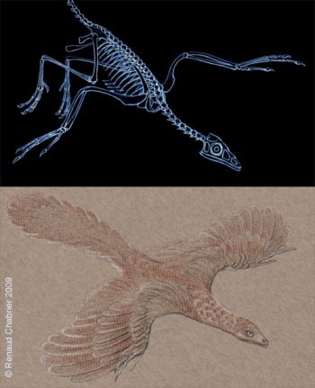 archaeopteryx_petit_350.jpg