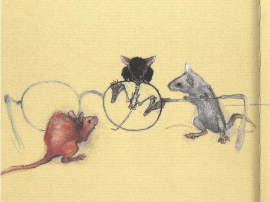 Les souris découvrent les lunettes