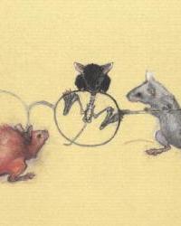 The mouses discover the spectacles