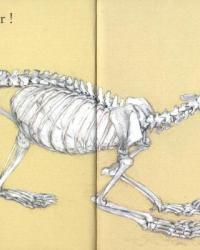 Skeleton of badger