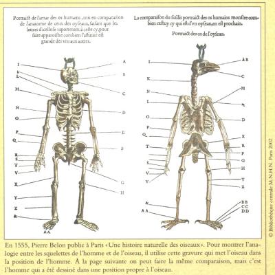 Compared anatomy of human and bird - 1