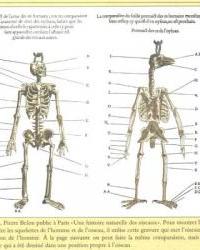 Compared anatomy of human and bird - 1