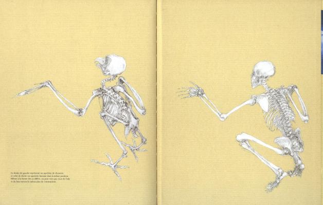 Compared anatomy of human and bird - 2