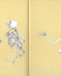 Compared anatomy of human and bird - 2